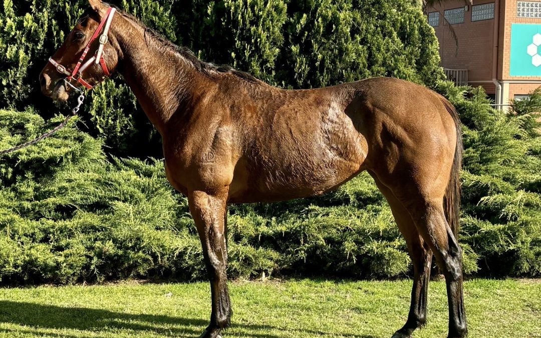 Shooting To Win – Heartz Ablaze Filly