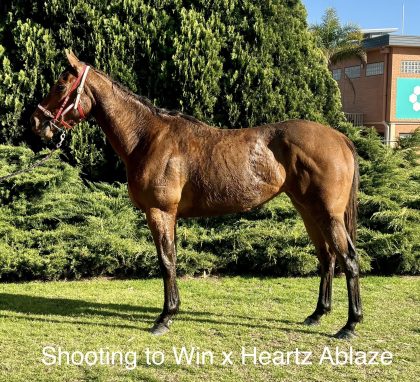 Shooting To Win - Heartz Ablaze Filly